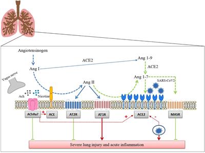 The Cholinergic and ACE-2-Dependent Anti-Inflammatory Systems in the Lung: New Scenarios Emerging From COVID-19